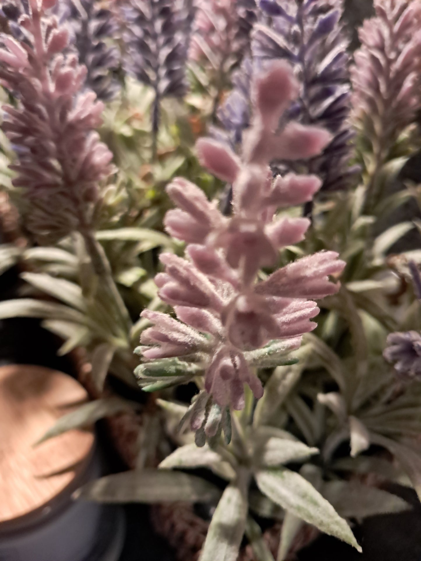 lavender